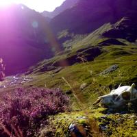 99 Ways to die in Scotland