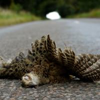 99 Ways to die in Scotland