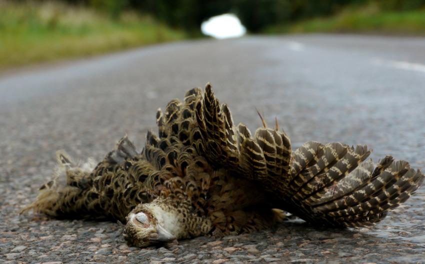 99 Ways to die in Scotland