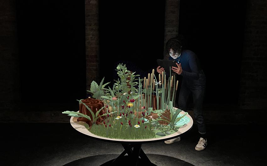 AR Installation Insects & Us